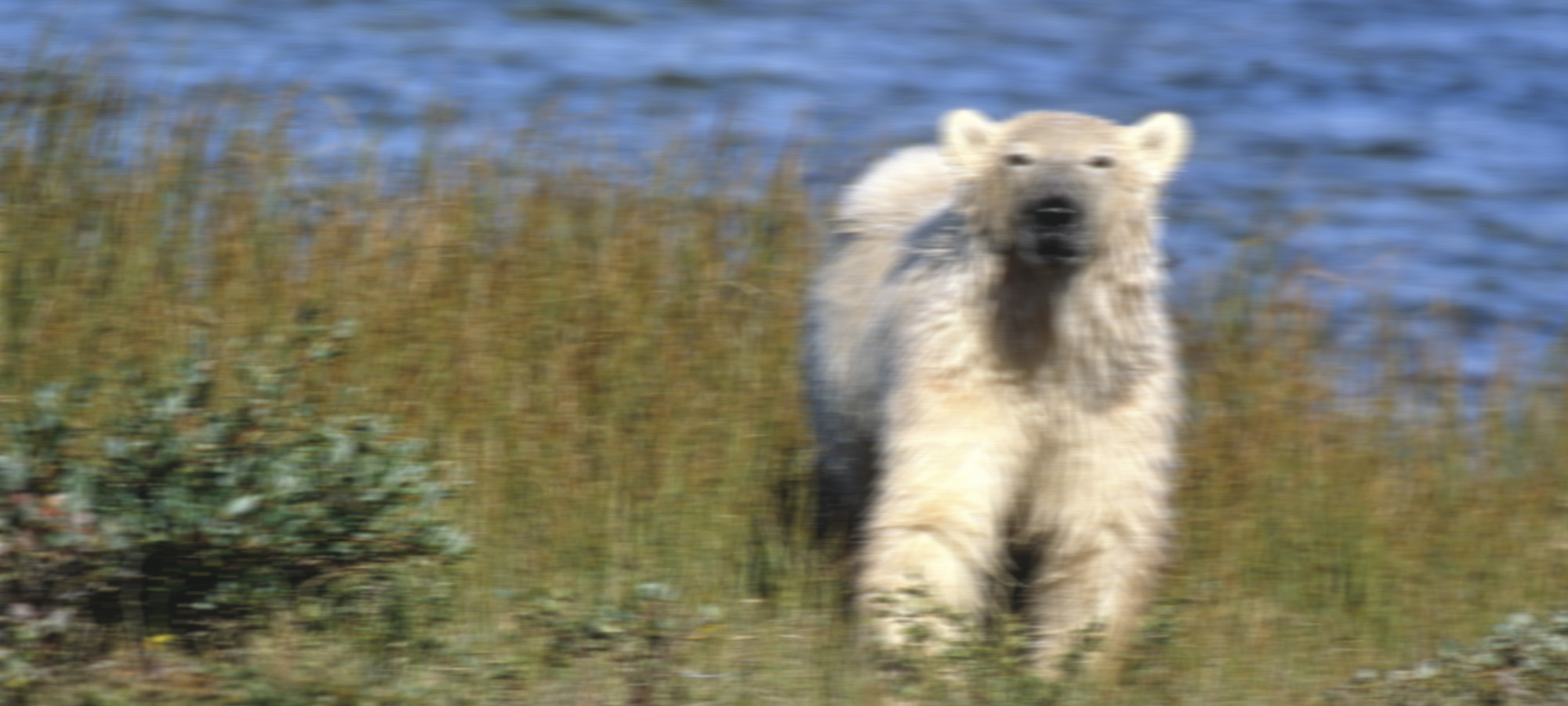Polar Bear sighted on Scottish Island WWF